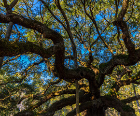 The Angel Oak Tree, Johns Island, Charleston, South Carolina, USA