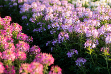 Fototapeta premium purple flowers in the field because of flowers beautiful full bloom The name of this flower is cleome sparkler lavender, grown on a farm in Thailand.
