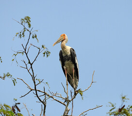 Asian openbill in nature
