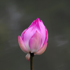 Beautiful Pink lotus