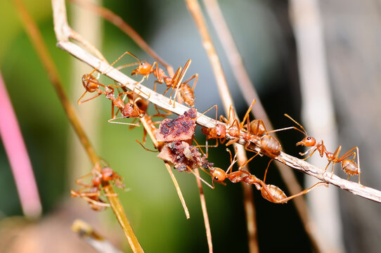 Weaver Ants (Oecophylla smaragdina) in nature