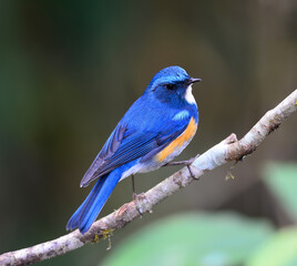 Obraz premium Blue bird, male Himalayan Bluetail (Tarsiger rufilatus) on a Green Moss