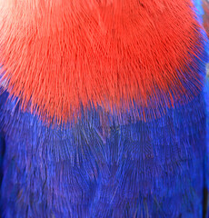 Obraz premium Colorful feathers, eclectus parrot feathers background texture