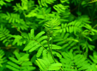 mimosa pudica sensitive plant