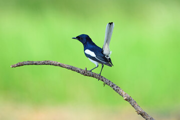 A male Oriental Magpie-Robin, Magpie Robin (Copsychus saularis)
