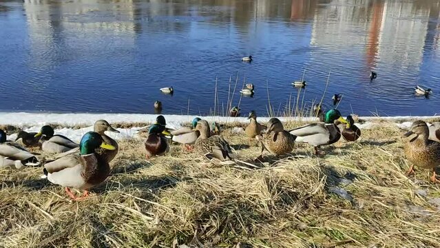 A flock of ducks on the river bank in sunny weather. Waterfowl feed near the shore after the spring ice drift. Video footage from Belarus.