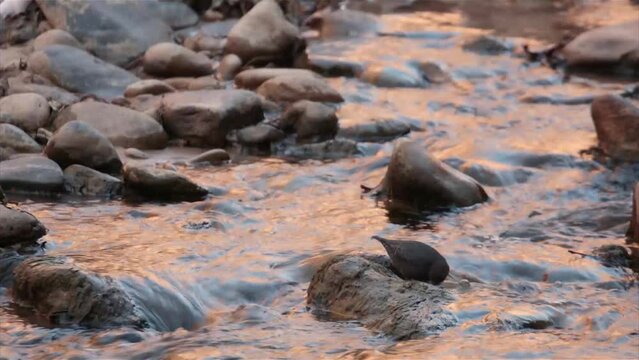 An American dipper bobs up and down and buries it's head in the water as it forages for aquatic insects in the Virgin river in Zion National park Utah.