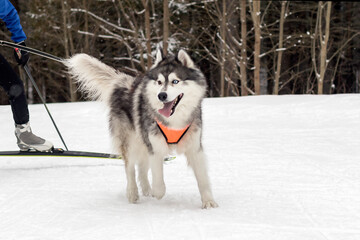 The hardy sled dog Siberian Husky runs on hard winter crust in front of the skier.
