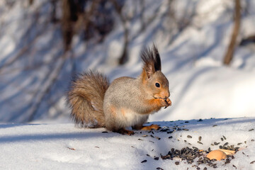 A fluffy cute squirrel in the winter forest sits on the snow eating seeds.