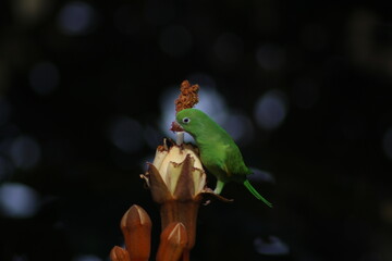 periquito-verde maritaca