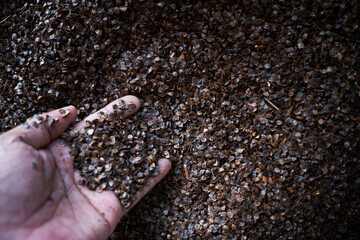 Hand holding buckwheat. Selective focus on hand. Edible whole grain meal. Culinary and nature health. Hand holding handful of uncooked buckwheat core