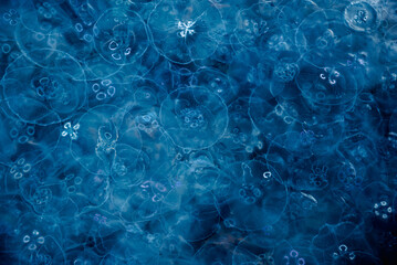 Obraz premium Many small jellyfish Aurelia aurita in Black sea. Crimea