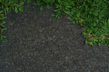 moss on the ground texture background