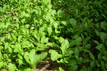 fresh green lettuce agriculture, healthy food