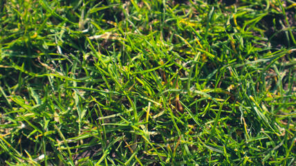 green grass background