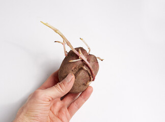 Sprouted potatoes in the hand on a white background, a sprout for planting a new crop