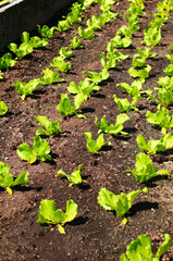 salat im mistbeet