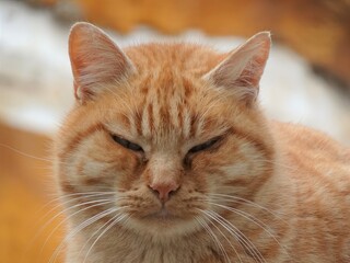 Naklejka na ściany i meble [Spain] The face of red tabby cat sitting on a fence (Granada)