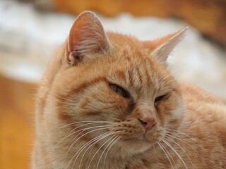 [Spain] Profile of a red tabby cat relaxing on a fence (Granada)