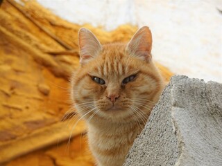 Fototapeta na wymiar [Spain] The face of red tabby cat sitting on a fence (Granada)