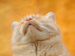 [Spain] Face of a red tabby cat seen from below (Granada)