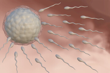 Human sperms swimming to egg. 3D rendering image.