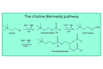 Molecular diagram of the choline (Kennedy) pathway - biosynthesis phosphatidylcholine from choline via the CTP enzyme. Endogenous metabolic path chemical transformation.