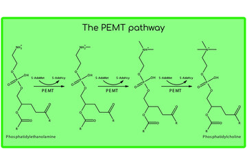 Molecular diagram of PEMT pathway - biosynthesis of phosphatidylethanolamine to phosphatidylcholine via the PEMT enzyme. Endogenous metabolic path chemical transformation.