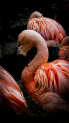 pink flamingo 