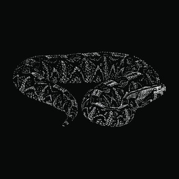 gabon viper snake hand drawing vector illustration isolated on black background