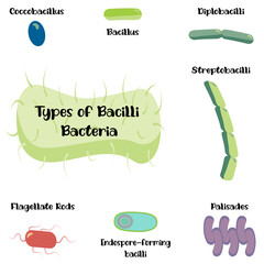 Types of Bacilli Bacteria
