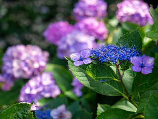 紫陽花