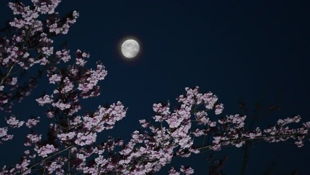夜桜　桜の花　ライトアップ
