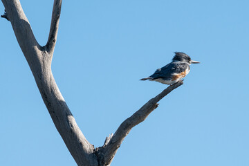 Belted Kingfisher spotted in Bolsa Chica Ecological Reserve.