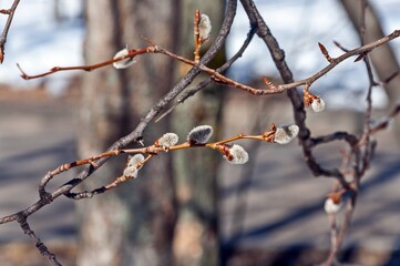In March, a sprig of alder blossomed