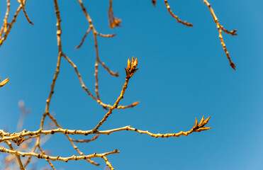 Poplar twigs bloom in March
