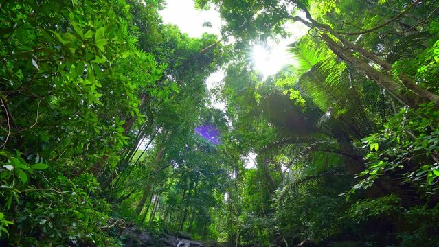 Dolly Slider shooting.Tropical rainforest in the morning morning of nature.Bottom view looked up and saw the sun shining beautiful on the bright green leaves Trees background