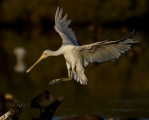 Yellow-Billed Spoonbill