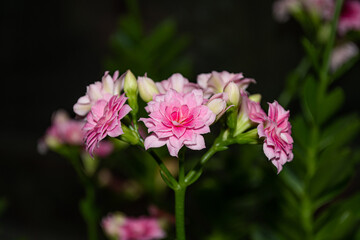 pink flower with a black background