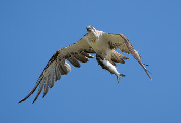 osprey in flight