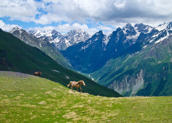 Running horses along the cliff. Galloping wild horses against the backdrop of mountains. Svaneti....