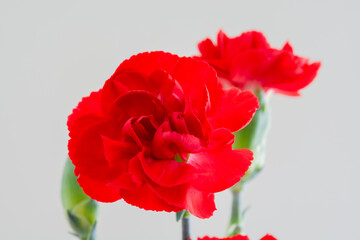 白背景の赤いカーネーション
