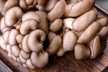 Oyster mushroom or Pleurotus ostreatus as easily cultivated mushroom