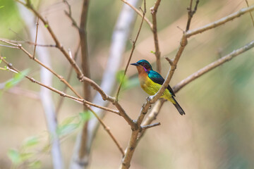 Ruby-cheeked sunbird (Chalcoparia singalensis) at Hijuli Forest, Nadia, West Bengal, India