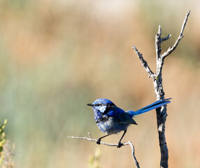 bird on a branch