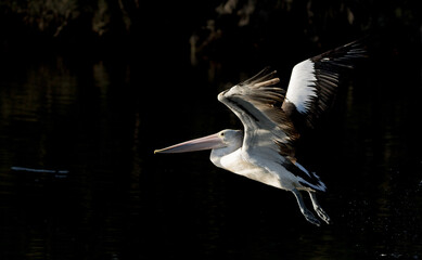pelican in flight