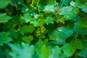 Fototapeta na wymiar Unripe green berries of currant on a green background on a summer day. Green berries of a red currant hanging on branch of a bush in garden. Close-up. Concept of vegetarianism, health. Selective focus