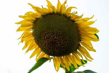 Sunflower field in the bright sky