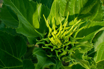 beautiful girl sunflower in natural background the center of the growing undisclosed flower close up of petals A circle of bright large fresh flowers in the garden. summer postcard close-up wallpaper