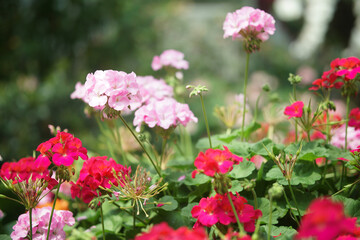 Fototapeta na wymiar blooming geranium flower plant in garden park